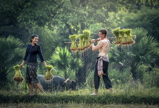 Cuộc Đua Xe Bệnh Viện: Làm Sao Để Hiểu và Ứng dụng Ý Nghĩa Của Việc Chơi Xúc Xắc Y Tế